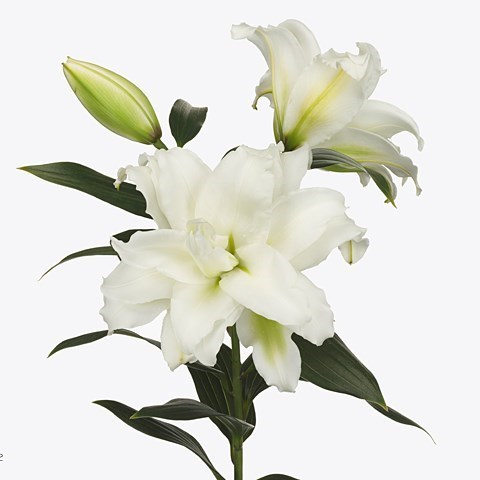 LILY ORIENTAL - ROSELILY DEJIMA 90cm 3+ | Wholesale Dutch ...