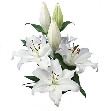 LILY ORIENTAL - SEVERN 80cm 3+ | Wholesale Dutch Flowers & Florist ...