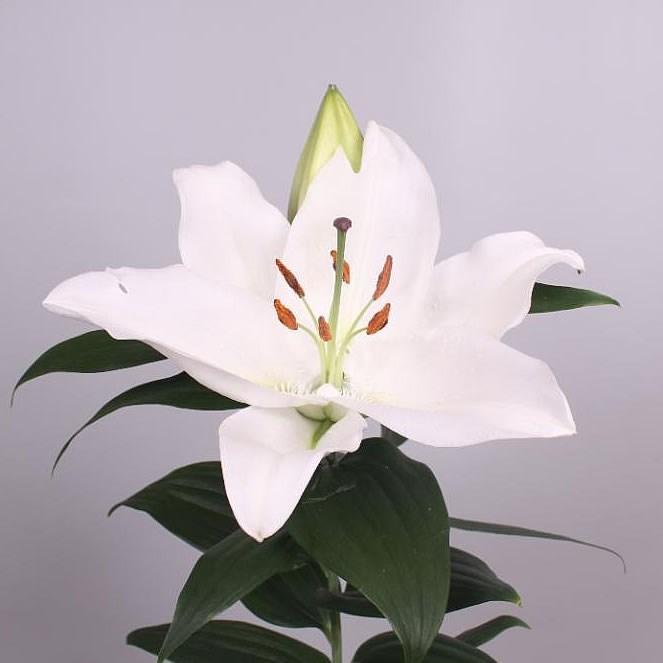 LILY ORIENTAL - SEVERN 90cm 4+ | Wholesale Dutch Flowers & Florist ...