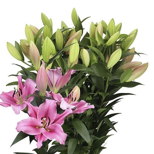 LILY ORIENTAL - TROCADERO 90cm 2+ | Wholesale Dutch Flowers & Florist ...