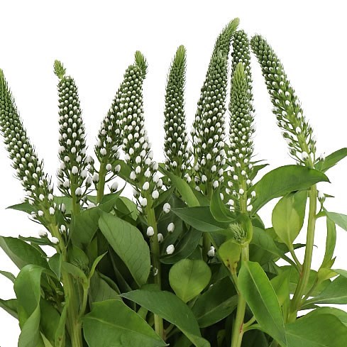 LYSIMACHIA MOONLIGHT 80cm | Wholesale Dutch Flowers & Florist Supplies UK