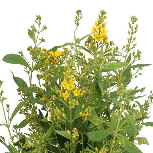 LYSIMACHIA VULGARIS 80cm | Wholesale Dutch Flowers & Florist Supplies UK