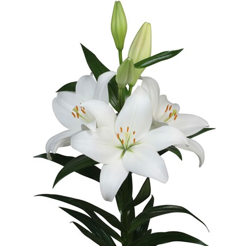 Lily LA. Asti 95cm | Wholesale Dutch Flowers & Florist Supplies UK