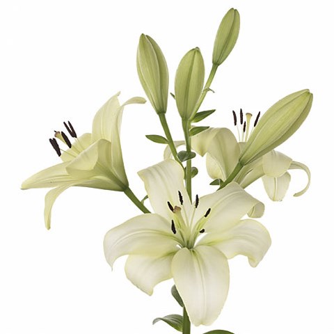 Lily LA. Gerrit 90cm | Wholesale Dutch Flowers & Florist Supplies UK