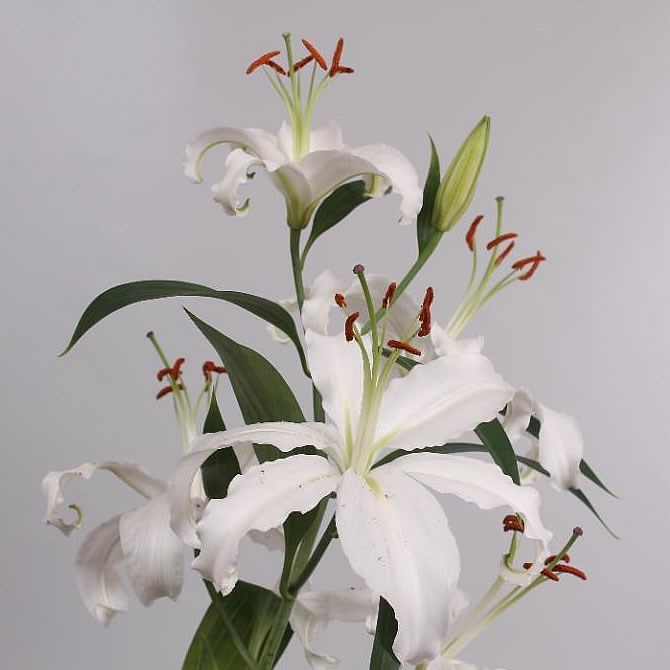 Lily Oriental - Helvetia 70cm | Wholesale Dutch Flowers & Florist ...