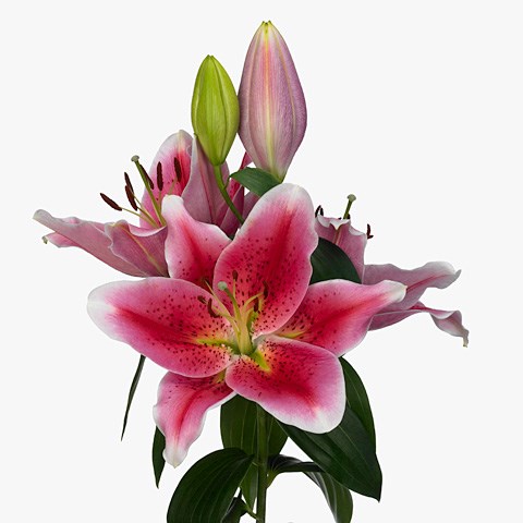 Lily Oriental - Manifesto 95cm | Wholesale Dutch Flowers & Florist Supplies  UK