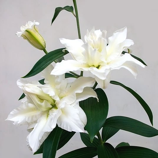 Lily Oriental - Snowboard (Double) 90cm | Wholesale Dutch Flowers & Florist  Supplies UK