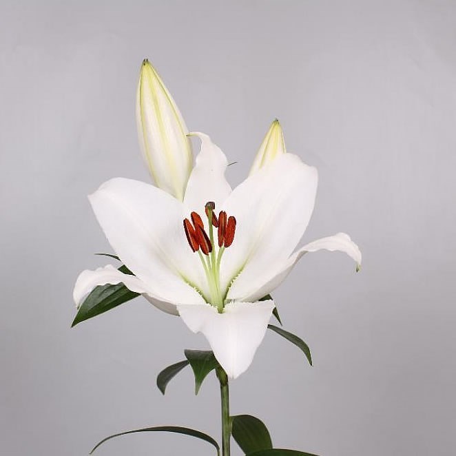 Lily Oriental - White Proud 85cm | Wholesale Dutch Flowers & Florist ...