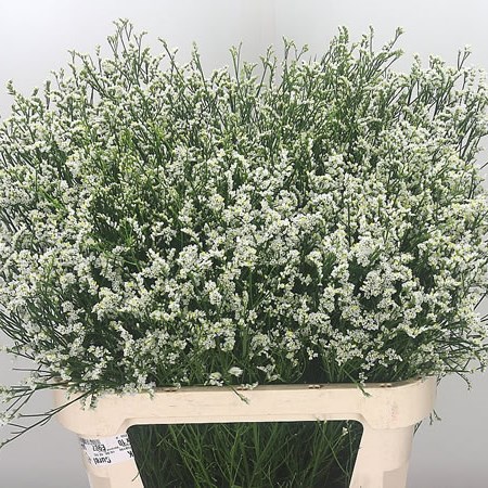 Limonium Mountain Diamond 90cm | Wholesale Dutch Flowers u0026 Florist Supplies  UK