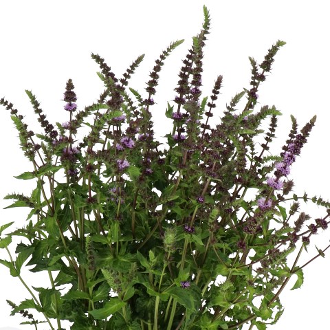 MENTHA PURPLE SENSATION (MINT) 60cm | Wholesale Dutch Flowers & Florist ...