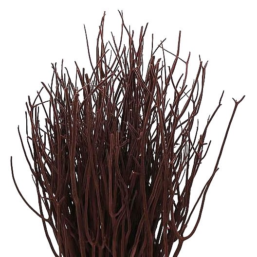 Mitsumata Dyed Brown 110cm Wholesale Dutch Flowers And Florist Supplies Uk