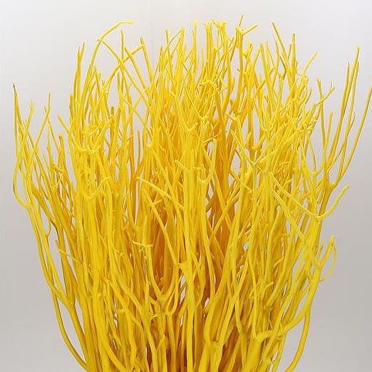Mitsumata Dyed Yellow 110cm Wholesale Dutch Flowers And Florist Supplies Uk
