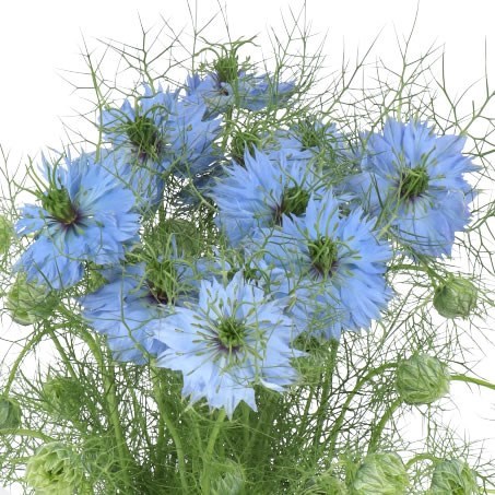 NIGELLA DAMASCENA SKY BLUE 65cm | Wholesale Dutch Flowers & Florist ...