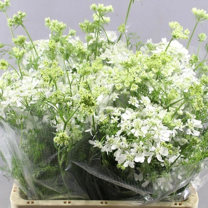 ORLAYA GRANDIFLORA WHITE FINCH 70cm | Wholesale Dutch Flowers & Florist ...