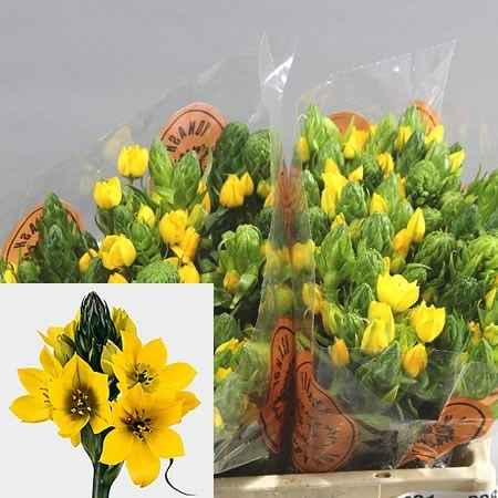 Ornithogalum Yellow Asa 60cm | Wholesale Dutch Flowers & Florist