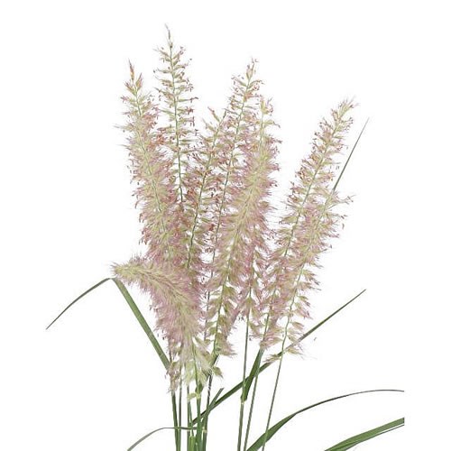 PENNISETUM KARL ROZE 70cm | Wholesale Dutch Flowers & Florist Supplies UK