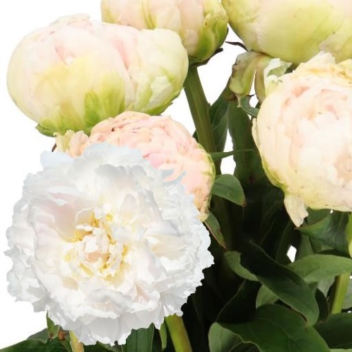 PEONY BROTHER CHUCK 60cm | Wholesale Dutch Flowers & Florist Supplies UK