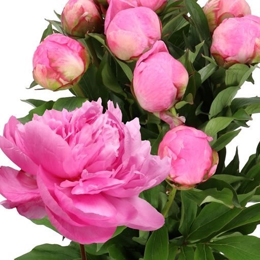 PEONY DR ALEXANDER FLEMING 55cm | Wholesale Dutch Flowers & Florist ...