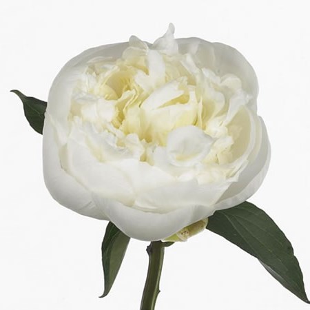 Peony Duchesse De Nemours 60cm Wholesale Dutch Flowers Florist Supplies Uk