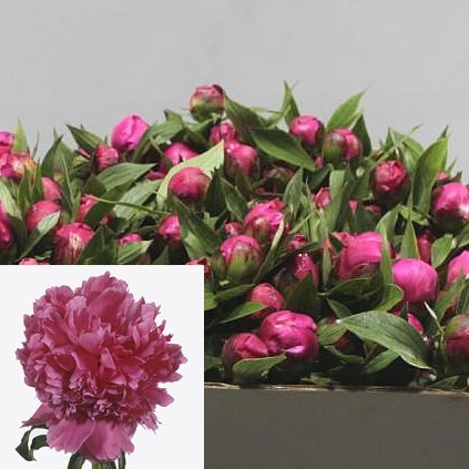 PEONY FELIX CROUSSE 60cm | Wholesale Dutch Flowers & Florist Supplies UK