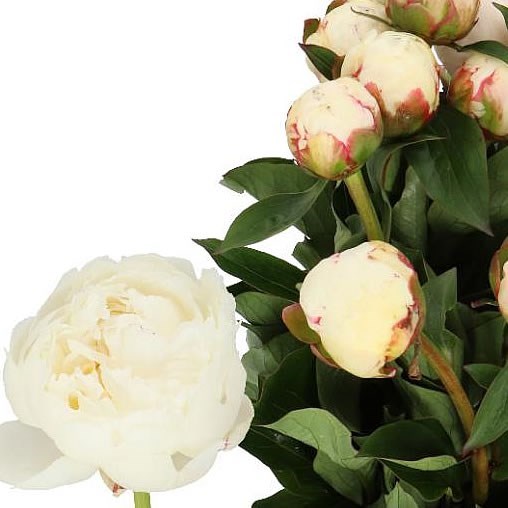 PEONY MARY NICHOLLS 55cm | Wholesale Dutch Flowers & Florist Supplies UK