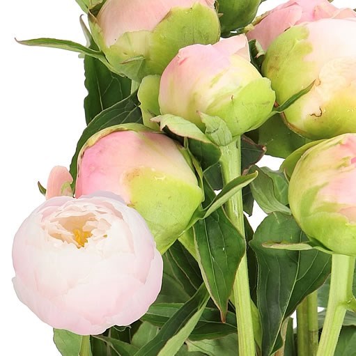 PEONY MISS AMERICA 60cm | Wholesale Dutch Flowers & Florist Supplies UK