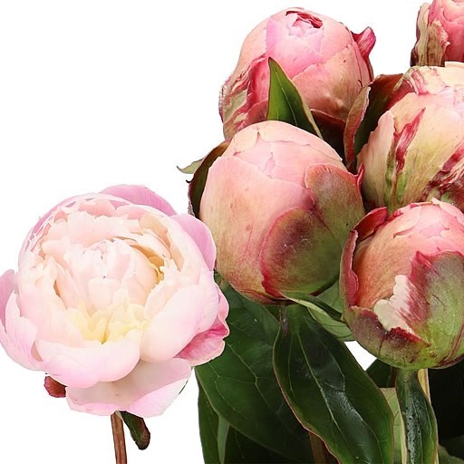 PEONY NICK SHAYLOR 60cm | Wholesale Dutch Flowers & Florist Supplies UK