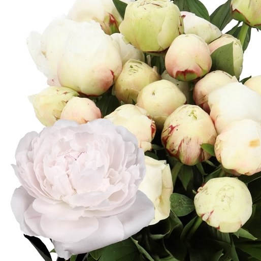 PEONY ODILE 45cm | Wholesale Dutch Flowers & Florist Supplies UK