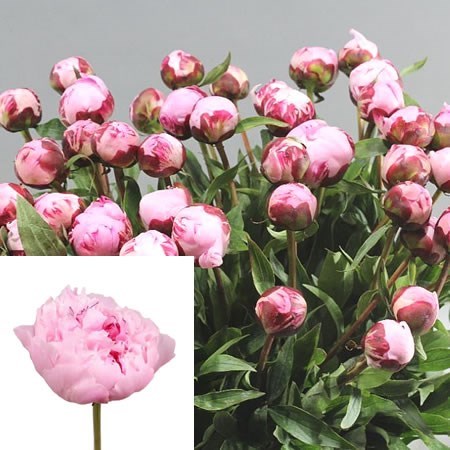 Sarah Bernhardt' Peony