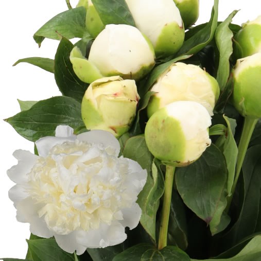 PEONY WHITE ELEGANCE 60cm | Wholesale Dutch Flowers & Florist Supplies UK