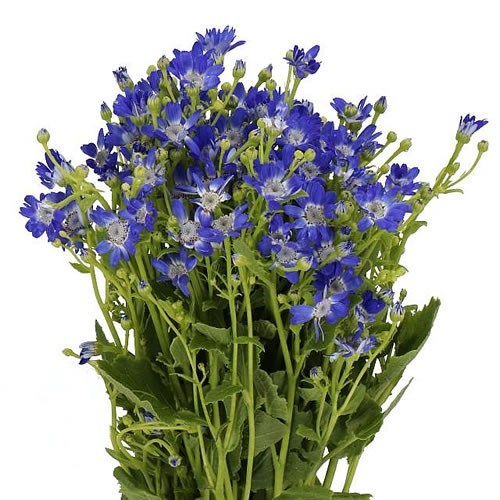 PERICALLIS DARK BLUE 60cm | Wholesale Dutch Flowers & Florist Supplies UK