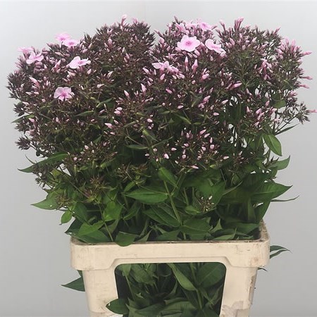 PHLOX PINK EYES 60cm | Wholesale Dutch Flowers & Florist Supplies UK