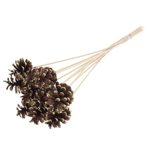 PINE CONE PICKS - GOLD TIPPED 50cm | Wholesale Dutch Flowers & Florist ...