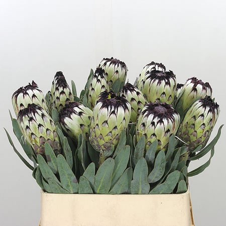 PROTEA NIOBE 50cm  Wholesale Dutch Flowers & Florist Supplies UK