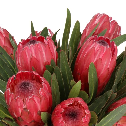 PROTEA RED ICE 60cm | Wholesale Dutch Flowers & Florist Supplies UK