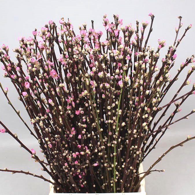 Prunus Cherry Blossom Pink 110cm Wholesale Dutch Flowers