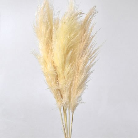 Pampas Grass Bleached 100cm | Wholesale Dutch Flowers & Florist Supplies UK