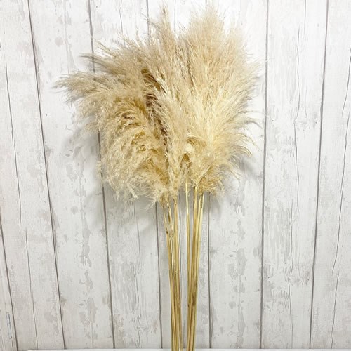 Pampas Grass White Dried 120cm | Wholesale Dutch Flowers Direct ...