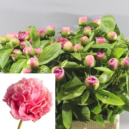 Peony Carnation Bouquet 45cm | Wholesale Dutch Flowers & Florist