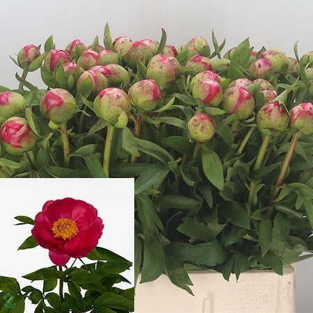 Peony Cytherea 45cm | Wholesale Dutch Flowers & Florist Supplies UK