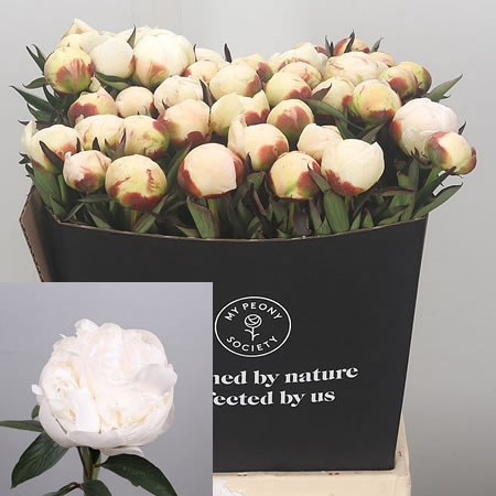 Peony Madame Claude Tain 45cm | Wholesale Dutch Flowers & Florist