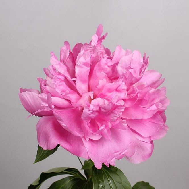 Peony Monsieur Jules Elie 55cm | Wholesale Dutch Flowers & Florist ...