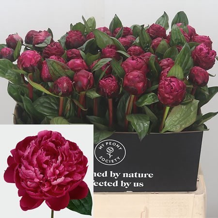 Peony Red Bernhardt 55cm | Wholesale Dutch Flowers & Florist Supplies UK