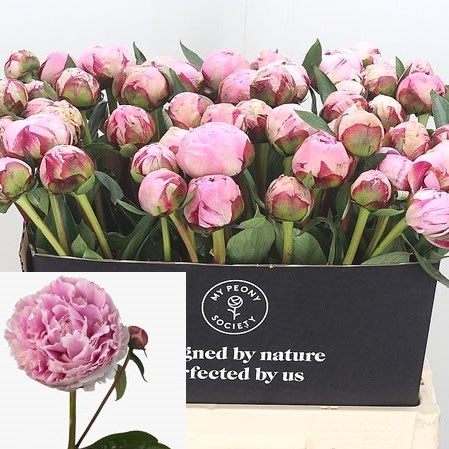 Peony Sarah Bernhard 65cm | Wholesale Dutch Flowers & Florist Supplies UK