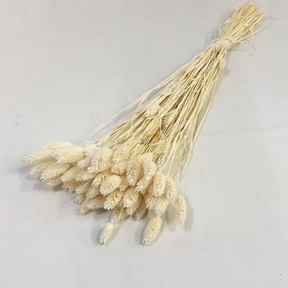 Phalaris Bleached & Dried 60cm | Wholesale Dried Flowers UK | Preserved ...