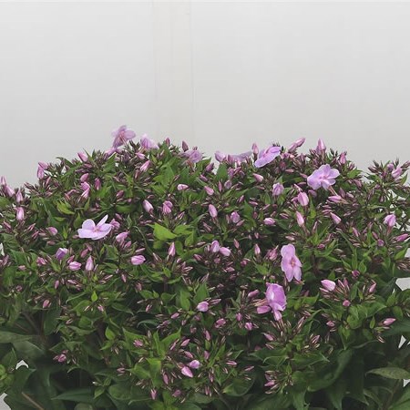 Phlox Butterfly 50cm | Wholesale Dutch Flowers & Florist Supplies UK