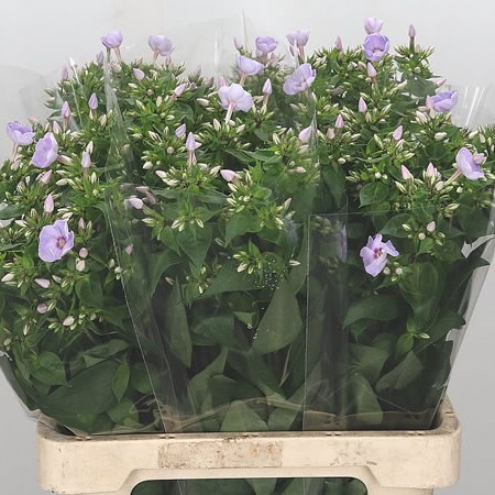 Phlox Butterfly 60cm | Wholesale Dutch Flowers & Florist Supplies UK