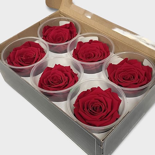 Luxury One Year Preserved Roses Red L+ | Preserved Rose Heads UK ...