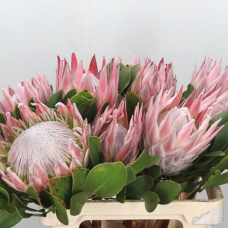 Protea Cynaroides 55cm | Wholesale Dutch Flowers & Florist Supplies UK