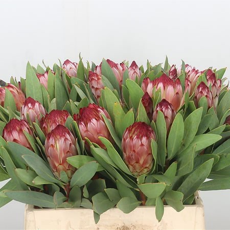 Protea Robijn 11cm  Wholesale Dutch Flowers & Florist Supplies UK